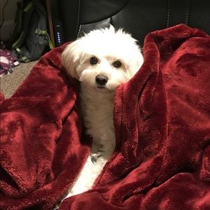 Meet your Posher, Jacqueline